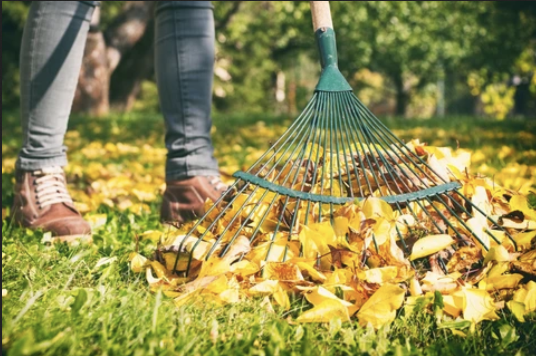 Tips and tricks for maintaining your garden in the Autumn